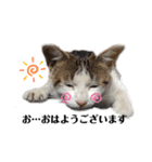 野良猫の生活（個別スタンプ：6）