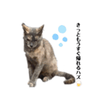 野良猫の生活（個別スタンプ：7）