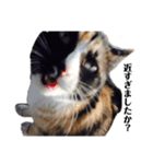 野良猫の生活（個別スタンプ：10）
