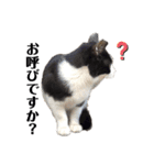 野良猫の生活（個別スタンプ：12）