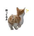野良猫の生活（個別スタンプ：13）
