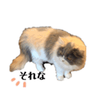 野良猫の生活（個別スタンプ：14）
