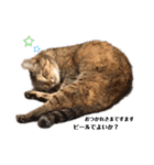 野良猫の生活（個別スタンプ：15）