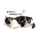 野良猫の生活（個別スタンプ：16）
