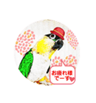 シロハラインコとニョオウインコ3（個別スタンプ：3）