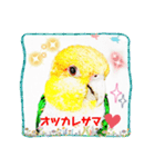 シロハラインコとニョオウインコ3（個別スタンプ：5）