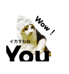 CAT M 1（個別スタンプ：1）