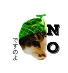 CAT M 1（個別スタンプ：3）