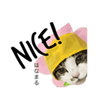 CAT M 1（個別スタンプ：4）
