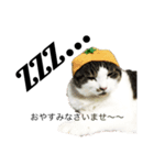 CAT M 1（個別スタンプ：5）