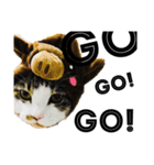 CAT M 1（個別スタンプ：7）