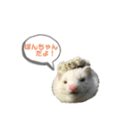 ぽんたまスタンプ1（個別スタンプ：1）