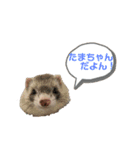 ぽんたまスタンプ1（個別スタンプ：2）