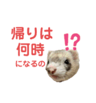 ぽんたまスタンプ1（個別スタンプ：4）
