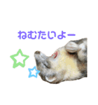 ぽんたまスタンプ1（個別スタンプ：5）