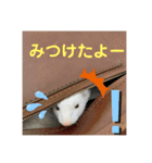 ぽんたまスタンプ1（個別スタンプ：7）
