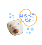 ぽんたまスタンプ1（個別スタンプ：9）