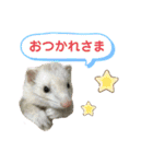 ぽんたまスタンプ1（個別スタンプ：10）