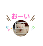 ぽんたまスタンプ1（個別スタンプ：21）