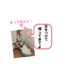 ぽんたまスタンプ1（個別スタンプ：22）