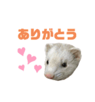ぽんたまスタンプ1（個別スタンプ：27）