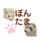 ぽんたまスタンプ1（個別スタンプ：30）