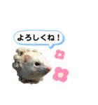 ぽんたまスタンプ1（個別スタンプ：34）