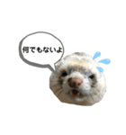 ぽんたまスタンプ1（個別スタンプ：35）