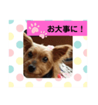 ヨーキーはる の毎日スタンプ。（個別スタンプ：2）