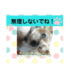 ヨーキーはる の毎日スタンプ。（個別スタンプ：3）