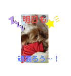 ヨーキーはる の毎日スタンプ。（個別スタンプ：4）