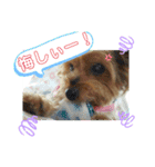 ヨーキーはる の毎日スタンプ。（個別スタンプ：8）