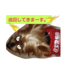 ヨーキーはる の毎日スタンプ。（個別スタンプ：10）