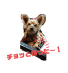 ヨーキーはる の毎日スタンプ。（個別スタンプ：12）