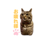 そら様とはりゅ（個別スタンプ：3）
