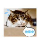 そら様とはりゅ（個別スタンプ：8）