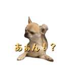 ちわ丸  スタンプ その2（個別スタンプ：12）