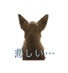 ちわ丸  スタンプ その2（個別スタンプ：17）