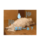 マルプー福ちゃん（個別スタンプ：7）