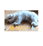 マルプー福ちゃん（個別スタンプ：11）