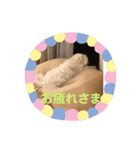 マルプー福ちゃん（個別スタンプ：12）