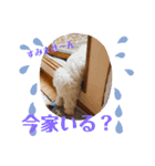 マルプー福ちゃん（個別スタンプ：13）