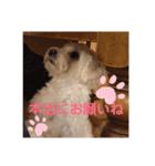 マルプー福ちゃん（個別スタンプ：14）