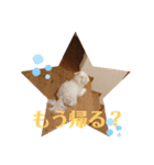マルプー福ちゃん（個別スタンプ：15）
