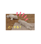 マルプー福ちゃん（個別スタンプ：18）