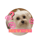 マルプー福ちゃん（個別スタンプ：21）