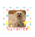 マルプー福ちゃん（個別スタンプ：22）