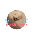 マルプー福ちゃん（個別スタンプ：23）