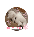 マルプー福ちゃん（個別スタンプ：24）