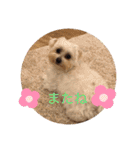 マルプー福ちゃん（個別スタンプ：26）